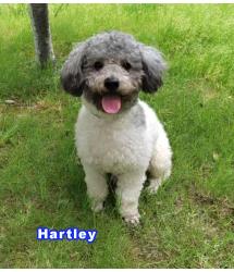 Hartley