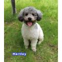 Hartley