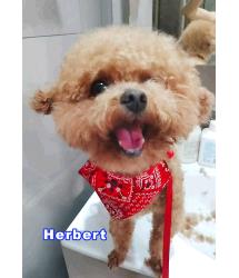 Herbert