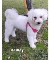 Hedley