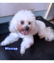 Hiccup