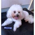 Hiccup