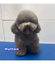Hutton