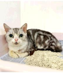 Eglantine