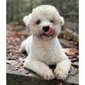 Itty