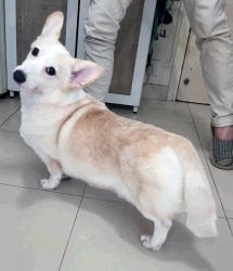 Jeera