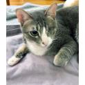 Nimoy 