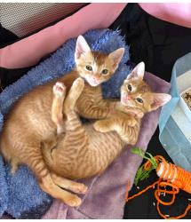 Gingernut & Gojiberry