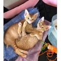 Gingernut & Gojiberry