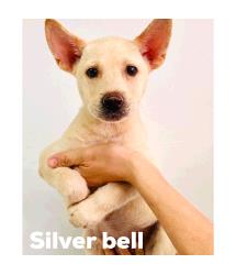 Silver Bell 
