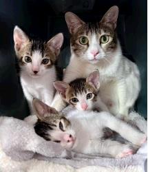 Keiki and her kittens