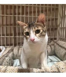Keiki