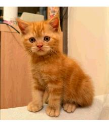 Purrcy