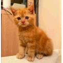 Purrcy