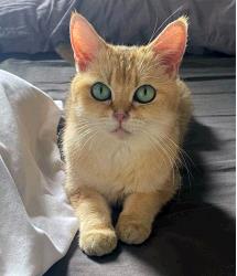 Penny Lane